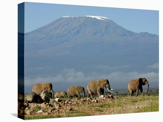 Elephants Backdropped by Mt. Kilimanjaro, Amboseli, Kenya-Karel Prinsloo-Stretched Canvas