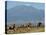 Elephants Backdropped by Mt. Kilimanjaro, Amboseli, Kenya-Karel Prinsloo-Stretched Canvas