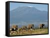 Elephants Backdropped by Mt. Kilimanjaro, Amboseli, Kenya-Karel Prinsloo-Framed Stretched Canvas