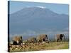 Elephants Backdropped by Mt. Kilimanjaro, Amboseli, Kenya-Karel Prinsloo-Stretched Canvas