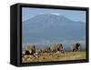 Elephants Backdropped by Mt. Kilimanjaro, Amboseli, Kenya-Karel Prinsloo-Framed Stretched Canvas