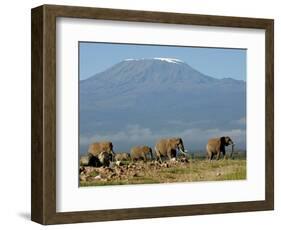 Elephants Backdropped by Mt. Kilimanjaro, Amboseli, Kenya-Karel Prinsloo-Framed Photographic Print