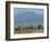 Elephants Backdropped by Mt. Kilimanjaro, Amboseli, Kenya-Karel Prinsloo-Framed Photographic Print