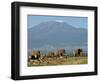 Elephants Backdropped by Mt. Kilimanjaro, Amboseli, Kenya-Karel Prinsloo-Framed Photographic Print