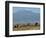 Elephants Backdropped by Mt. Kilimanjaro, Amboseli, Kenya-Karel Prinsloo-Framed Photographic Print