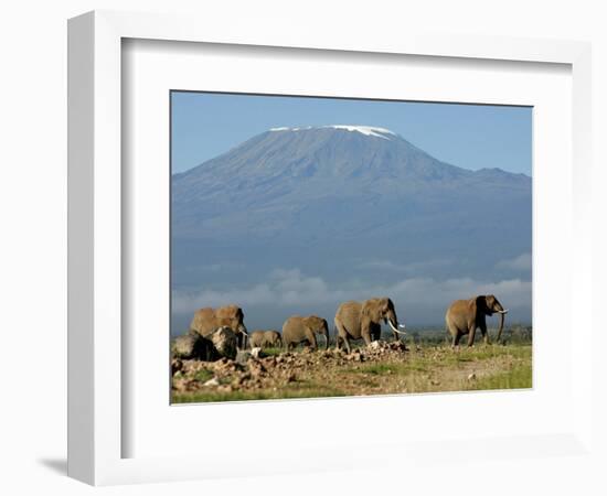 Elephants Backdropped by Mt. Kilimanjaro, Amboseli, Kenya-Karel Prinsloo-Framed Photographic Print