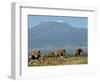 Elephants Backdropped by Mt. Kilimanjaro, Amboseli, Kenya-Karel Prinsloo-Framed Photographic Print