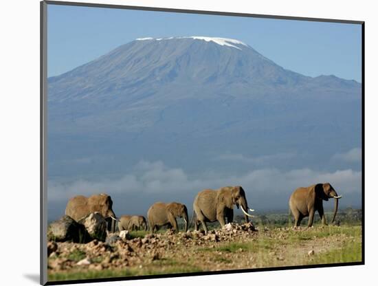 Elephants Backdropped by Mt. Kilimanjaro, Amboseli, Kenya-Karel Prinsloo-Mounted Photographic Print