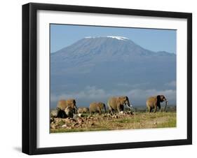 Elephants Backdropped by Mt. Kilimanjaro, Amboseli, Kenya-Karel Prinsloo-Framed Photographic Print