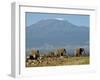 Elephants Backdropped by Mt. Kilimanjaro, Amboseli, Kenya-Karel Prinsloo-Framed Photographic Print