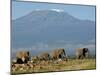 Elephants Backdropped by Mt. Kilimanjaro, Amboseli, Kenya-Karel Prinsloo-Mounted Photographic Print