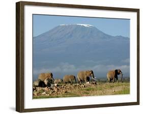 Elephants Backdropped by Mt. Kilimanjaro, Amboseli, Kenya-Karel Prinsloo-Framed Photographic Print