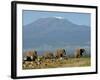 Elephants Backdropped by Mt. Kilimanjaro, Amboseli, Kenya-Karel Prinsloo-Framed Photographic Print