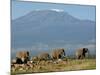 Elephants Backdropped by Mt. Kilimanjaro, Amboseli, Kenya-Karel Prinsloo-Mounted Photographic Print