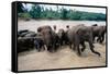 Elephants Bathing at Pinnewala Orphanage-Paul Souders-Framed Stretched Canvas