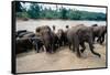 Elephants Bathing at Pinnewala Orphanage-Paul Souders-Framed Stretched Canvas