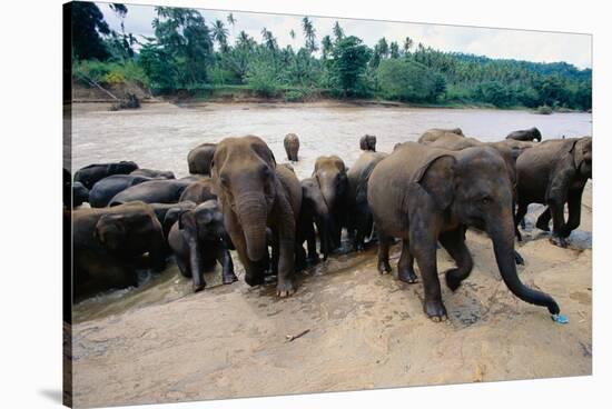 Elephants Bathing at Pinnewala Orphanage-Paul Souders-Stretched Canvas