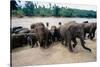 Elephants Bathing at Pinnewala Orphanage-Paul Souders-Stretched Canvas