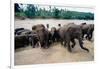 Elephants Bathing at Pinnewala Orphanage-Paul Souders-Framed Photographic Print