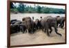 Elephants Bathing at Pinnewala Orphanage-Paul Souders-Framed Photographic Print