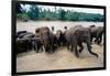 Elephants Bathing at Pinnewala Orphanage-Paul Souders-Framed Photographic Print