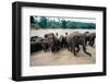 Elephants Bathing at Pinnewala Orphanage-Paul Souders-Framed Photographic Print