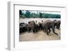 Elephants Bathing at Pinnewala Orphanage-Paul Souders-Framed Photographic Print