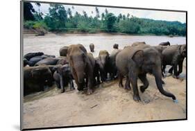 Elephants Bathing at Pinnewala Orphanage-Paul Souders-Mounted Photographic Print