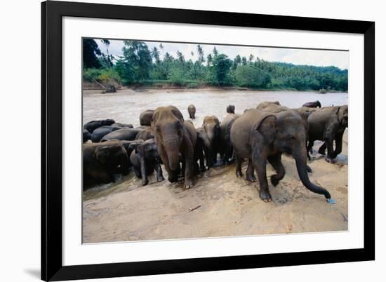 Elephants Bathing at Pinnewala Orphanage-Paul Souders-Framed Photographic Print