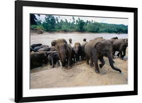 Elephants Bathing at Pinnewala Orphanage-Paul Souders-Framed Photographic Print