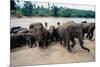 Elephants Bathing at Pinnewala Orphanage-Paul Souders-Mounted Photographic Print