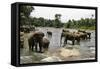 Elephants Bathing in the River at the Pinnewala Elephant Orphanage, Sri Lanka, Asia-John Woodworth-Framed Stretched Canvas