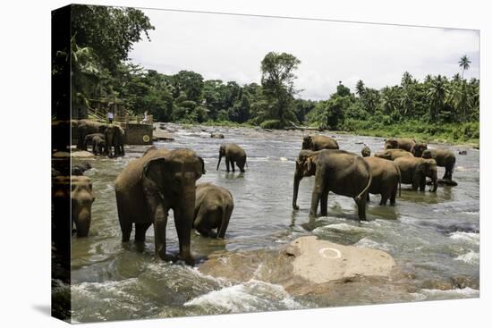 Elephants Bathing in the River at the Pinnewala Elephant Orphanage, Sri Lanka, Asia-John Woodworth-Stretched Canvas