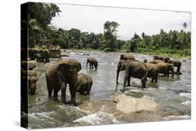 Elephants Bathing in the River at the Pinnewala Elephant Orphanage, Sri Lanka, Asia-John Woodworth-Stretched Canvas