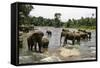 Elephants Bathing in the River at the Pinnewala Elephant Orphanage, Sri Lanka, Asia-John Woodworth-Framed Stretched Canvas