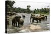 Elephants Bathing in the River at the Pinnewala Elephant Orphanage, Sri Lanka, Asia-John Woodworth-Stretched Canvas