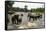 Elephants Bathing in the River at the Pinnewala Elephant Orphanage, Sri Lanka, Asia-John Woodworth-Framed Stretched Canvas