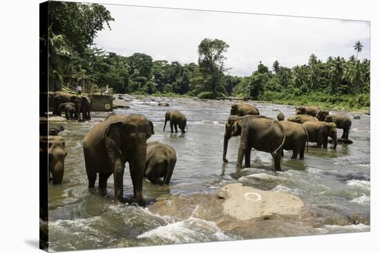 Elephants Bathing in the River at the Pinnewala Elephant Orphanage, Sri Lanka, Asia-John Woodworth-Stretched Canvas