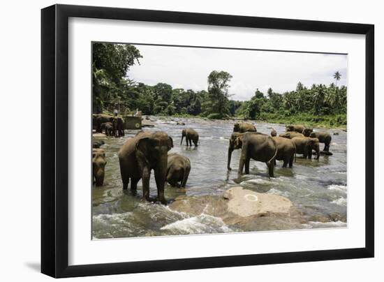 Elephants Bathing in the River at the Pinnewala Elephant Orphanage, Sri Lanka, Asia-John Woodworth-Framed Photographic Print