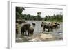 Elephants Bathing in the River at the Pinnewala Elephant Orphanage, Sri Lanka, Asia-John Woodworth-Framed Photographic Print