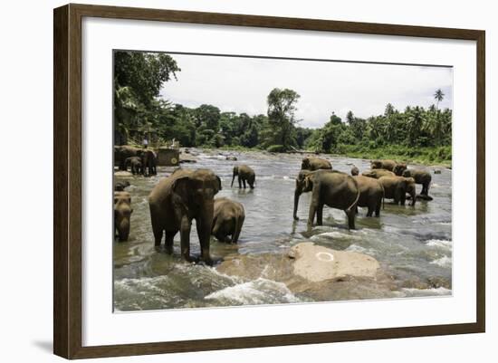 Elephants Bathing in the River at the Pinnewala Elephant Orphanage, Sri Lanka, Asia-John Woodworth-Framed Photographic Print