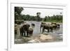 Elephants Bathing in the River at the Pinnewala Elephant Orphanage, Sri Lanka, Asia-John Woodworth-Framed Photographic Print