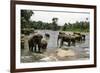 Elephants Bathing in the River at the Pinnewala Elephant Orphanage, Sri Lanka, Asia-John Woodworth-Framed Photographic Print