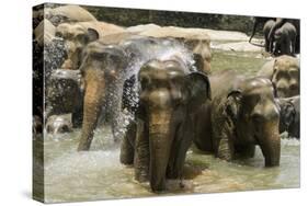 Elephants Bathing in the River at the Pinnewala Elephant Orphanage, Sri Lanka, Asia-John Woodworth-Stretched Canvas