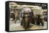 Elephants Bathing in the River at the Pinnewala Elephant Orphanage, Sri Lanka, Asia-John Woodworth-Framed Stretched Canvas