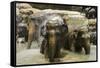 Elephants Bathing in the River at the Pinnewala Elephant Orphanage, Sri Lanka, Asia-John Woodworth-Framed Stretched Canvas