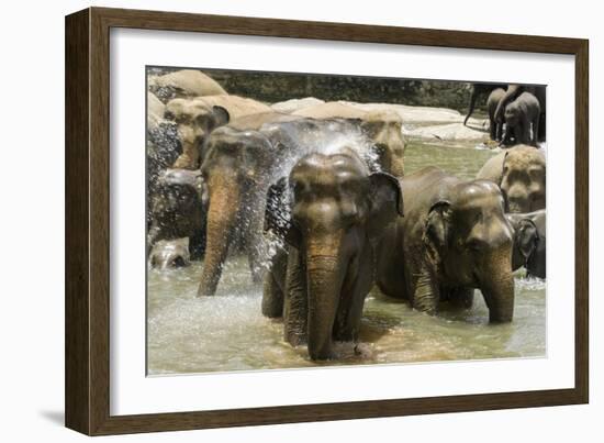 Elephants Bathing in the River at the Pinnewala Elephant Orphanage, Sri Lanka, Asia-John Woodworth-Framed Photographic Print