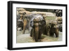 Elephants Bathing in the River at the Pinnewala Elephant Orphanage, Sri Lanka, Asia-John Woodworth-Framed Photographic Print