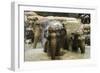 Elephants Bathing in the River at the Pinnewala Elephant Orphanage, Sri Lanka, Asia-John Woodworth-Framed Photographic Print