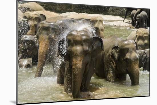 Elephants Bathing in the River at the Pinnewala Elephant Orphanage, Sri Lanka, Asia-John Woodworth-Mounted Photographic Print